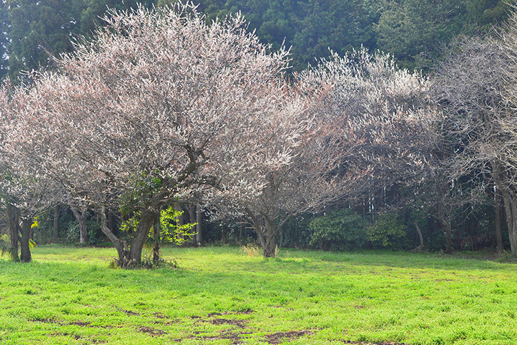 いちご家族の農園の風景