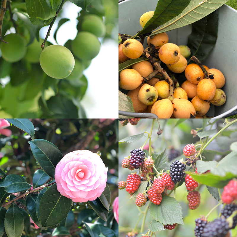 いちご家族の農園の花や実